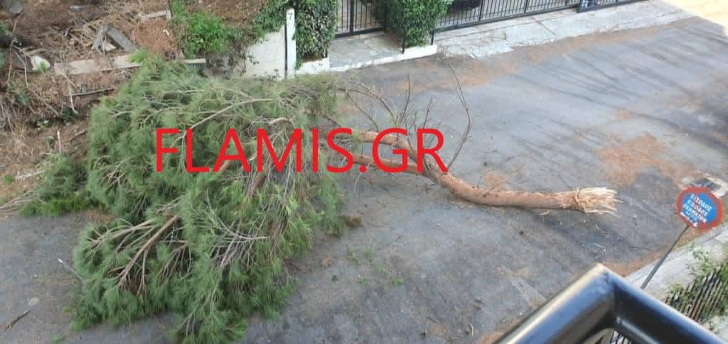 Πάτρα - ΤΩΡΑ: Τεράστιο κλαδί έπεσε στη μέση του δρόμου - φωτο