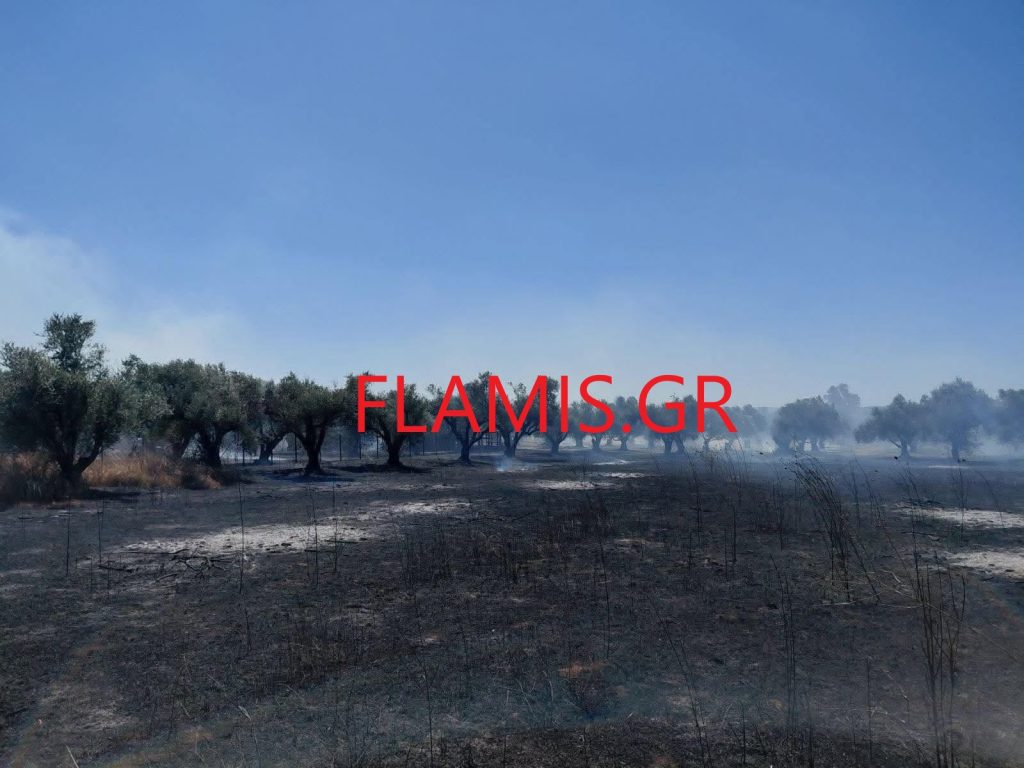 Πυρκαγιά σε αγροτοδασική έκταση στο Βαρθολομιό – Ισχυρές πυροσβεστικές δυνάμεις στην περιοχή- Εστάλη μήνυμα 112 - φωτο