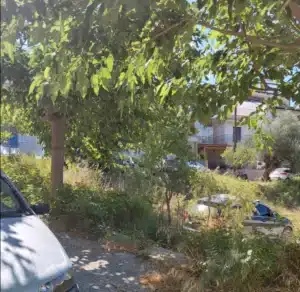 Σε κακή κατάσταση βρίσκεται ο ελαιώνας των πέντε στρεμμάτων στο Ζαβλάνι - φωτο Σε κακή κατάσταση βρίσκεται ο ελαιώνας των πέντε στρεμμάτων στο Ζαβλάνι - φωτο