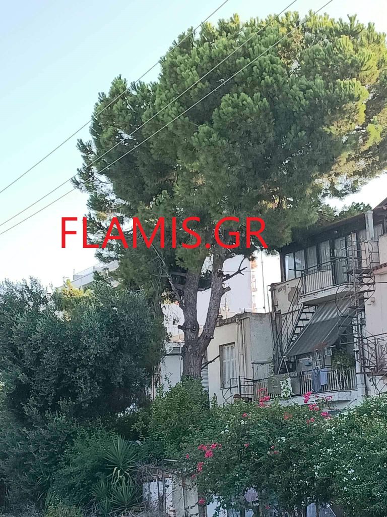 Πάτρα: Το δένδρο... θα πέσει πάνω σε σπίτια!