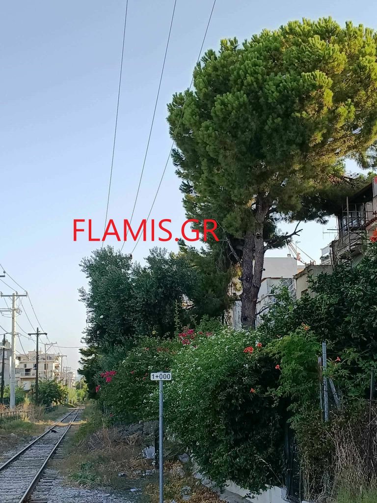 Πάτρα: Το δένδρο... θα πέσει πάνω σε σπίτια!