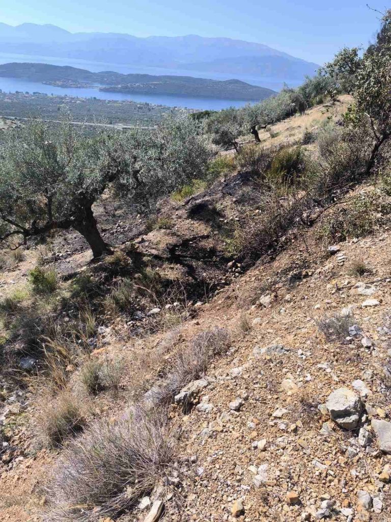Άμεσα τέθηκε υπό έλεγχο φωτιά στην Γλυφάδα Δωρίδας - φωτο