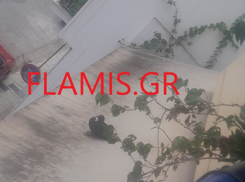 Πάτρα: Μιά πάπια... πάνω από τα Ψηλαλώνια